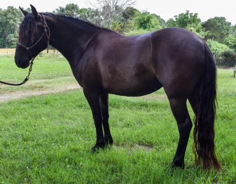 HorseID: 2314955 Beauty - PhotoID: 1100826