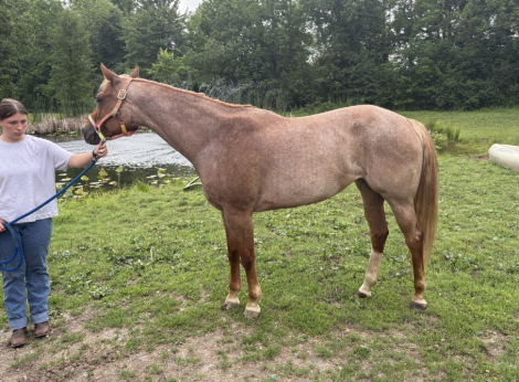 HorseID: 2314958 Sheza Certain Remedy - PhotoID: 1100839