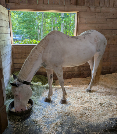 HorseID: 2314966 We are in Maine now! - PhotoID: 1101456