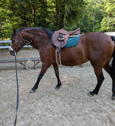 HorseID: 2314966 We are in Maine now! - PhotoID: 1101457