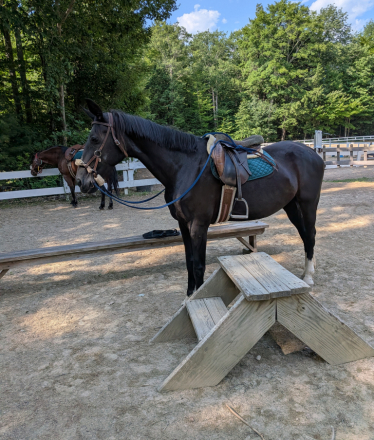 HorseID: 2314966 We are in Maine now! - PhotoID: 1101458