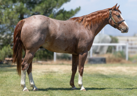 HorseID: 2314991 Taladaga - PhotoID: 1100891