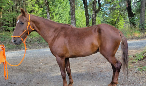 HorseID: 2314995 Fargo - PhotoID: 1101828