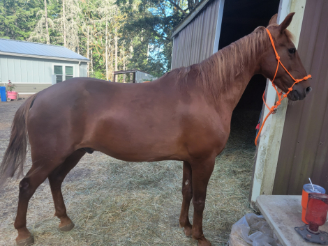 HorseID: 2314995 Fargo - PhotoID: 1101829