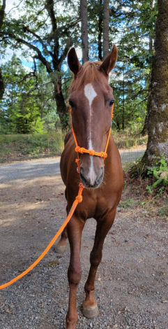 HorseID: 2314995 Fargo - PhotoID: 1101830