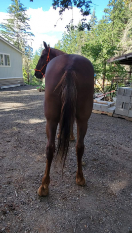 HorseID: 2314995 Fargo - PhotoID: 1101831