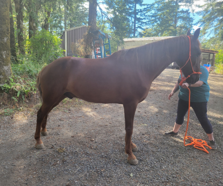 HorseID: 2314995 Fargo - PhotoID: 1101832