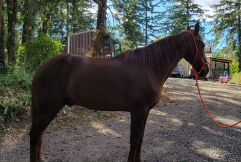 HorseID: 2314995 Fargo - PhotoID: 1101833