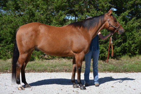 HorseID: 2315042 Dun Stein - PhotoID: 1100933