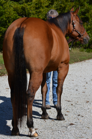 HorseID: 2315042 Dun Stein - PhotoID: 1100934