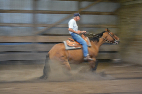 HorseID: 2315042 Dun Stein - PhotoID: 1100935