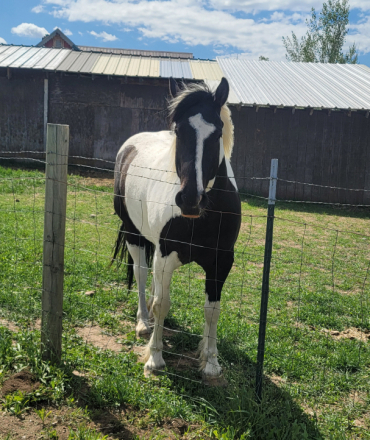 HorseID: 2315058 Gold Limericks Dash - PhotoID: 1101834
