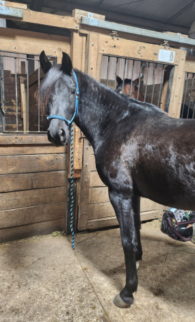 HorseID: 2315089 COVERT AFFAIR SSR - PhotoID: 1101454