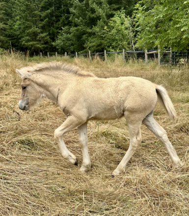 HorseID: 2315113 Frontier Fjords Elise - PhotoID: 1102570