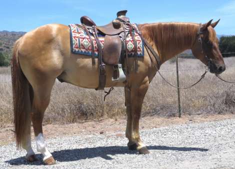 HorseID: 2315118 DOC COWBOY DUN - PhotoID: 1101042