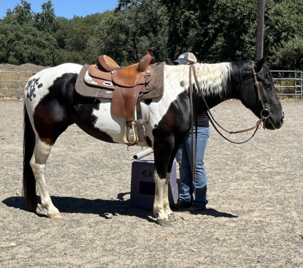 HorseID: 2315125 Aurora - PhotoID: 1101257