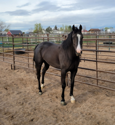 HorseID: 2315131 Foolish Prodigy GRK - PhotoID: 1101697