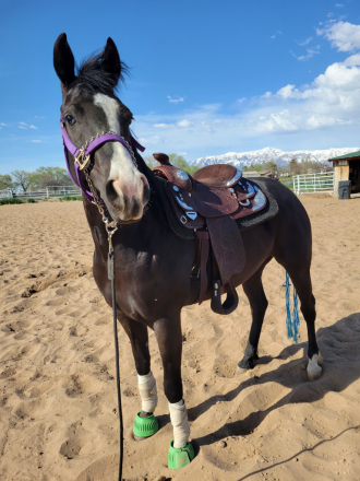 HorseID: 2315131 Foolish Prodigy GRK - PhotoID: 1101698