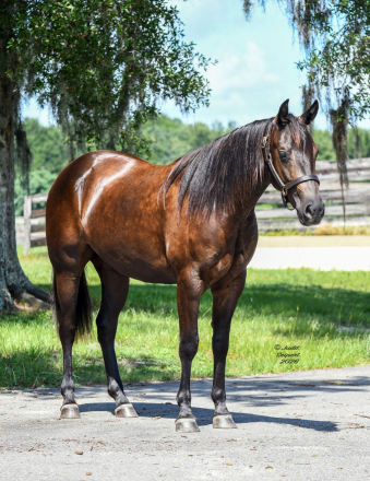 HorseID: 2315190 Penny Magnum Dream - PhotoID: 1101199