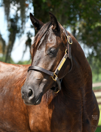 HorseID: 2315190 Penny Magnum Dream - PhotoID: 1101200