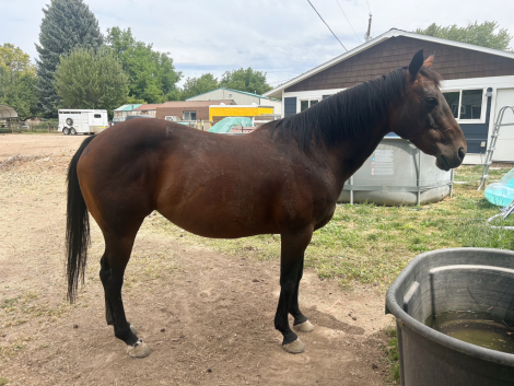HorseID: 2315191 Shez Got Skillz - PhotoID: 1102082