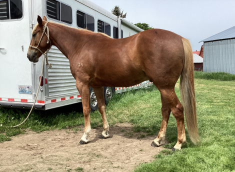 HorseID: 2315199 RCA Honor Eddy - PhotoID: 1101190