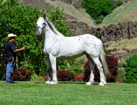 HorseID: 2315211 Amazing Grace - PhotoID: 1101203
