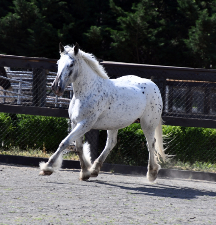 HorseID: 2315211 Amazing Grace - PhotoID: 1101204
