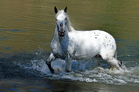 HorseID: 2315211 Amazing Grace - PhotoID: 1101205