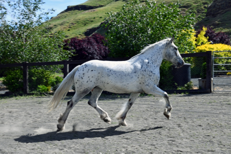 HorseID: 2315211 Amazing Grace - PhotoID: 1101206