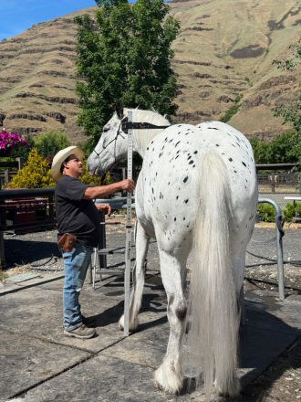 HorseID: 2315211 Amazing Grace - PhotoID: 1101207
