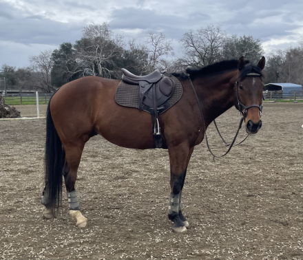 HorseID: 2315212 Desert Moon - PhotoID: 1101208