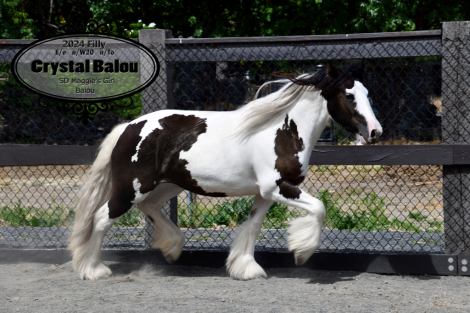 HorseID: 2315214 Crystal Balou - PhotoID: 1101211