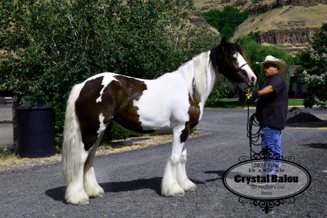 HorseID: 2315214 Crystal Balou - PhotoID: 1101212