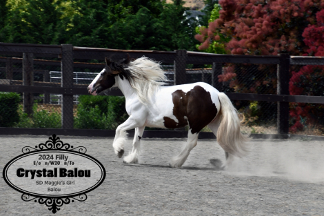 HorseID: 2315214 Crystal Balou - PhotoID: 1101213