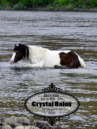 HorseID: 2315214 Crystal Balou - PhotoID: 1101214