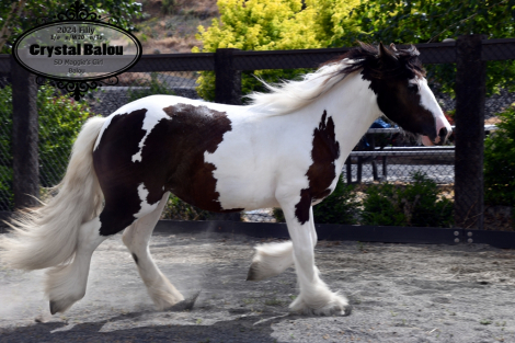 HorseID: 2315214 Crystal Balou - PhotoID: 1101215