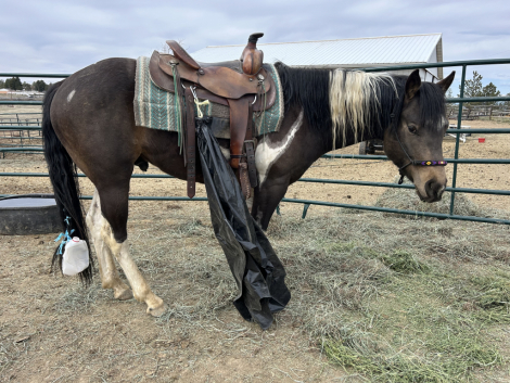 HorseID: 2315217 Hollywood Smoken Cash - PhotoID: 1101218