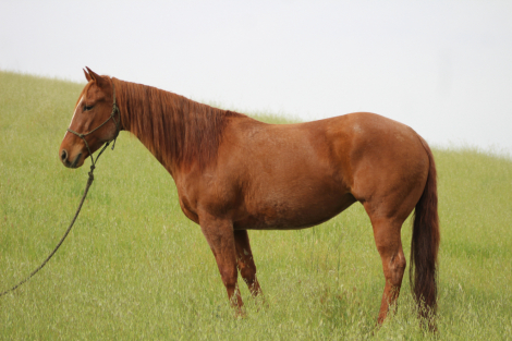 HorseID: 2315219 FOREVER MYLANTA - PhotoID: 1101220