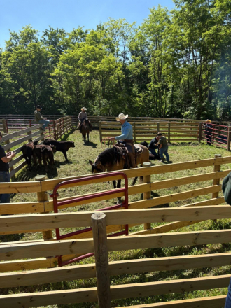 HorseID: 2315222 Watch Bridleless Video! Moonshine - PhotoID: 1101223