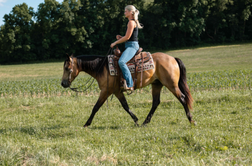 HorseID: 2315222 Watch Bridleless Video! Moonshine - PhotoID: 1101224