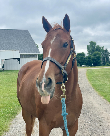 HorseID: 2315224 Irish Blush (Izzy) - PhotoID: 1101227