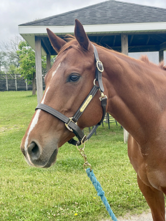 HorseID: 2315224 Irish Blush (Izzy) - PhotoID: 1101228