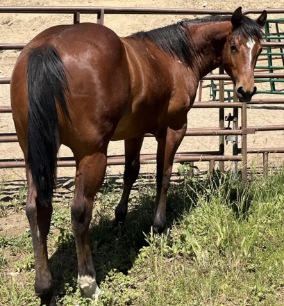 HorseID: 2315236 SCV Smart Nu Cash - PhotoID: 1101231