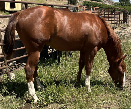 HorseID: 2315238 Smart Chics Nu Mony - PhotoID: 1101232