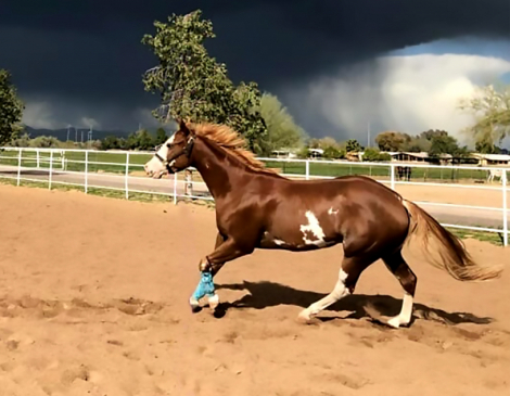HorseID: 2315242 RYANS GIFTED LEGACY - PhotoID: 1101341