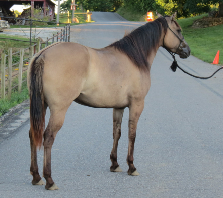 HorseID: 2315243 Ought Too Be First - PhotoID: 1101301