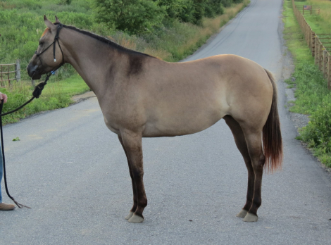 HorseID: 2315243 Ought Too Be First - PhotoID: 1101302
