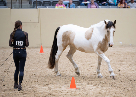 HorseID: 2315244 Ellie Mae - PhotoID: 1101236
