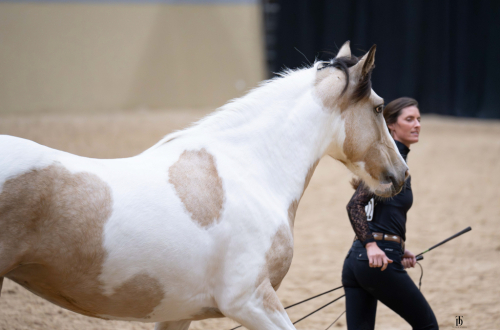 HorseID: 2315244 Ellie Mae - PhotoID: 1101237